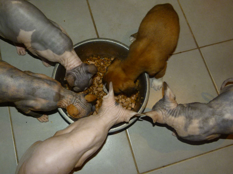 ilove avec les chattes 
