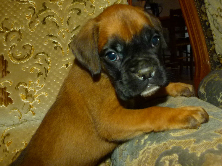 chiots danger 2013 mâle fauve