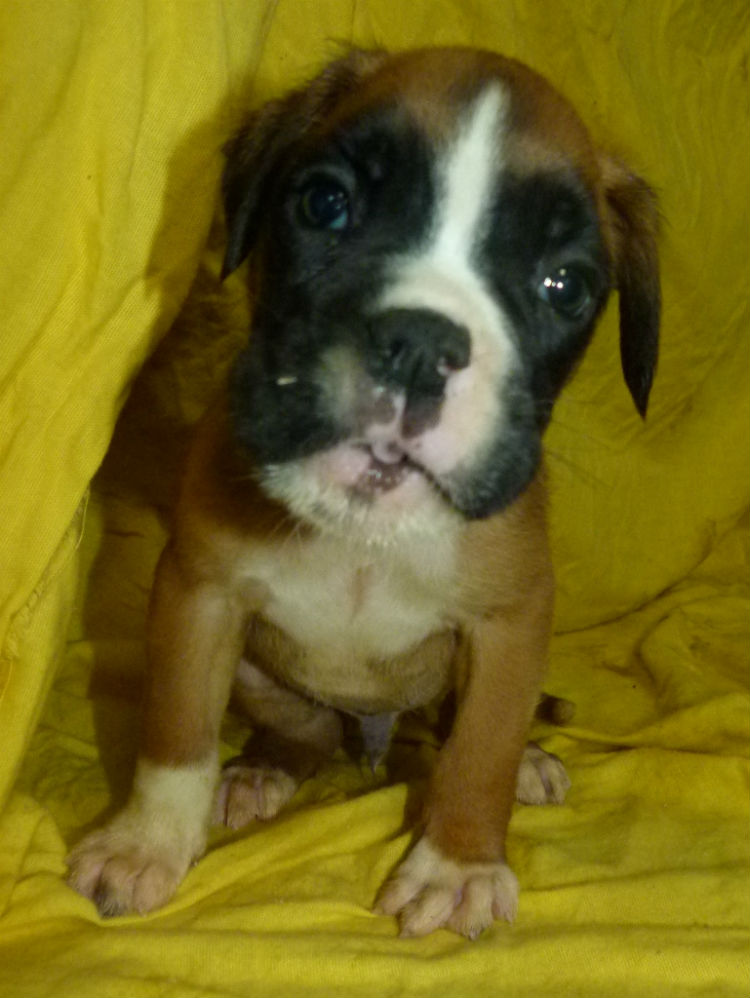 chiots danger 2013 mâle fauve
