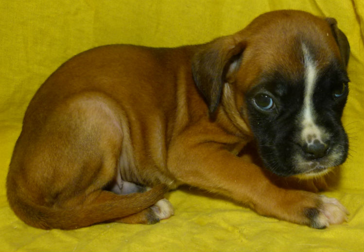 chiots danger 2013 mâle fauve