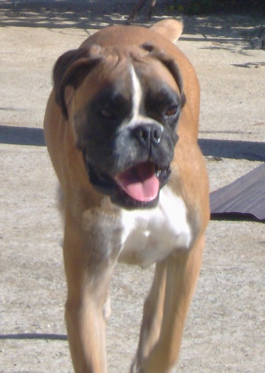 danger du chien dhulysse