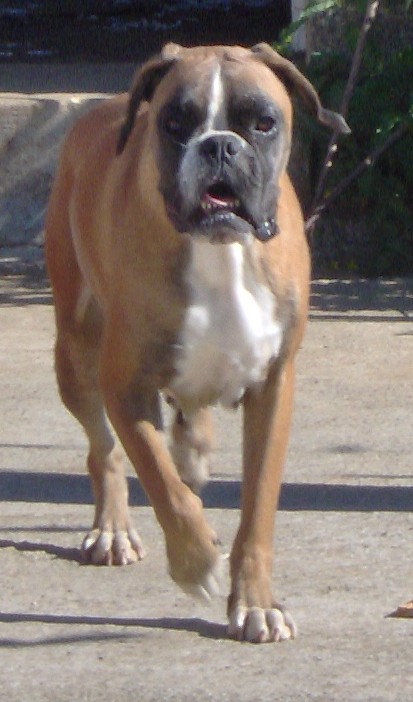 danger du chien dhulysse