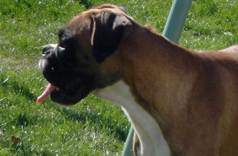danger du chien dhulysse