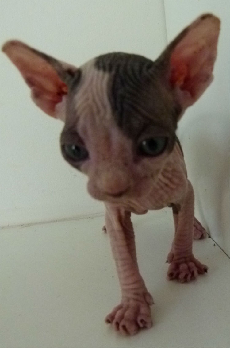 bébé mâle bi- colore non réservé de face