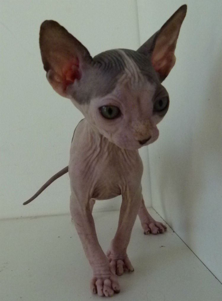 bébé grande femelle de face
