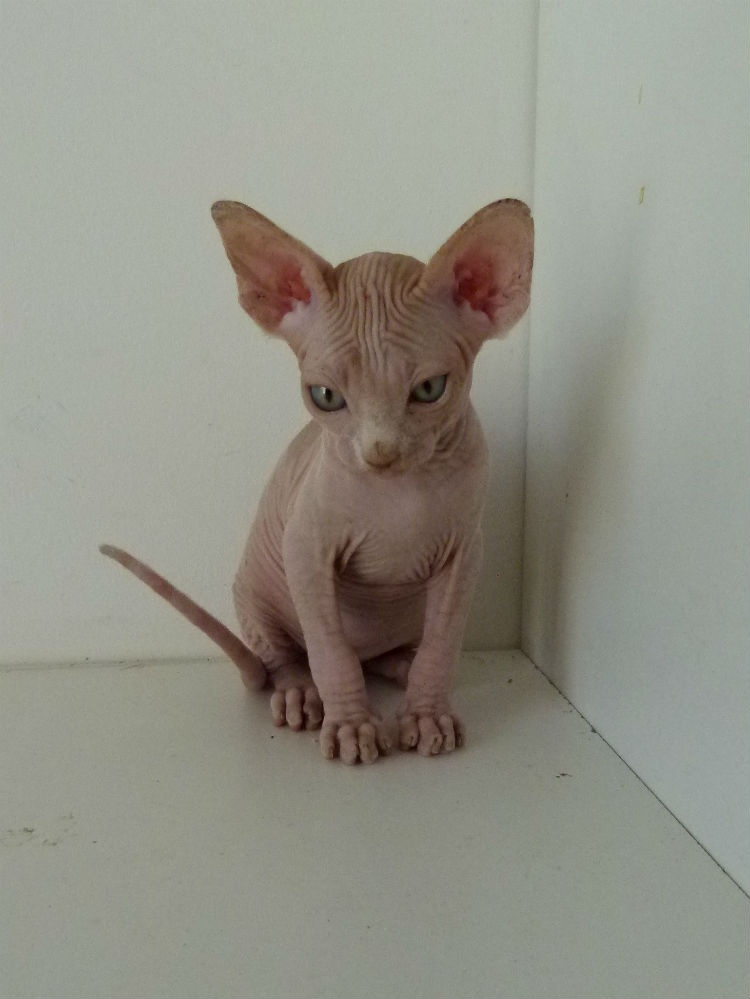 bébé mâle roux de face