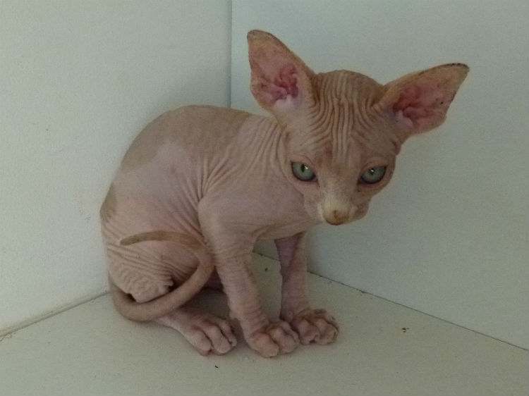 bébé mâle roux de profile