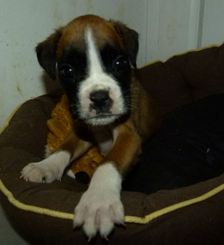 chiot boxer fauve claire et blanc femelle