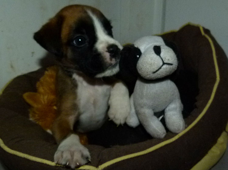 chiot boxer fauve claire et blanc femelle