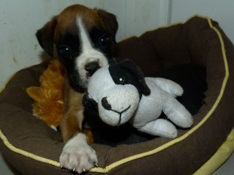 chiot boxer fauve claire et blanc femelle