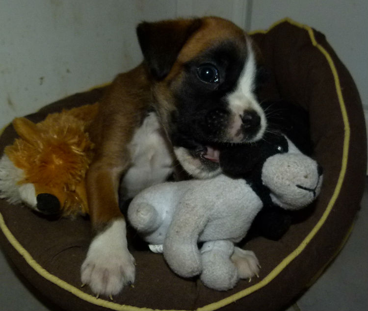 chiot boxer fauve claire et blanc femelle