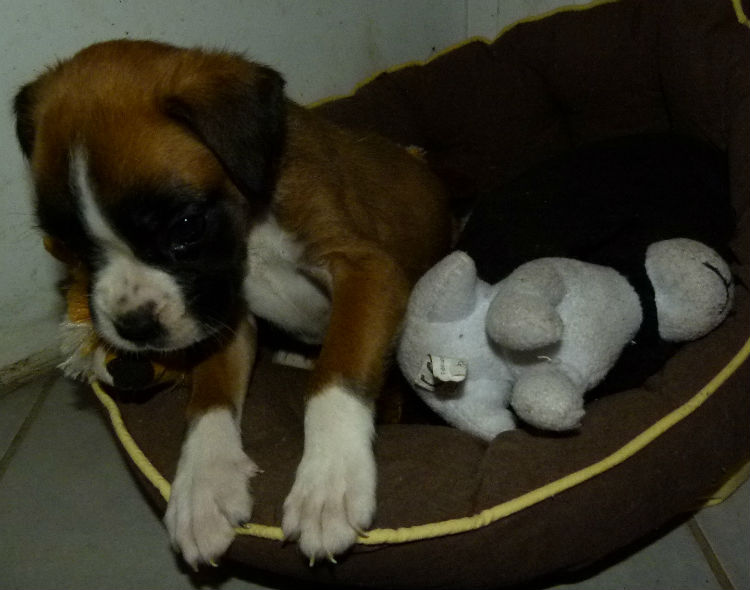 chiot boxer fauve claire et blanc femelle